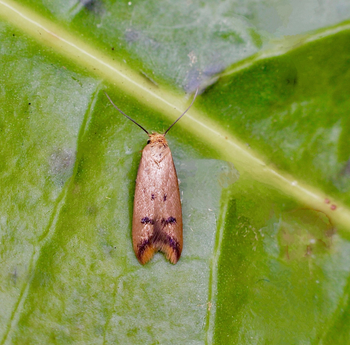 Ruddy Streak-  Tachystola acroxantha Attracted to UV light. Australia,Eamw moth,Encounter Bay SA,Geotagged,Spring,Tachystola acroxantha,Tachystola hemisema