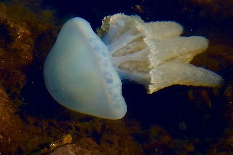 Jelly Blubber - Catostylus mosaicus  Australia,Catostylus mosaicus,Geotagged,Jelly Blubber,Metang vic,Winter,eamw marine invertebrates
