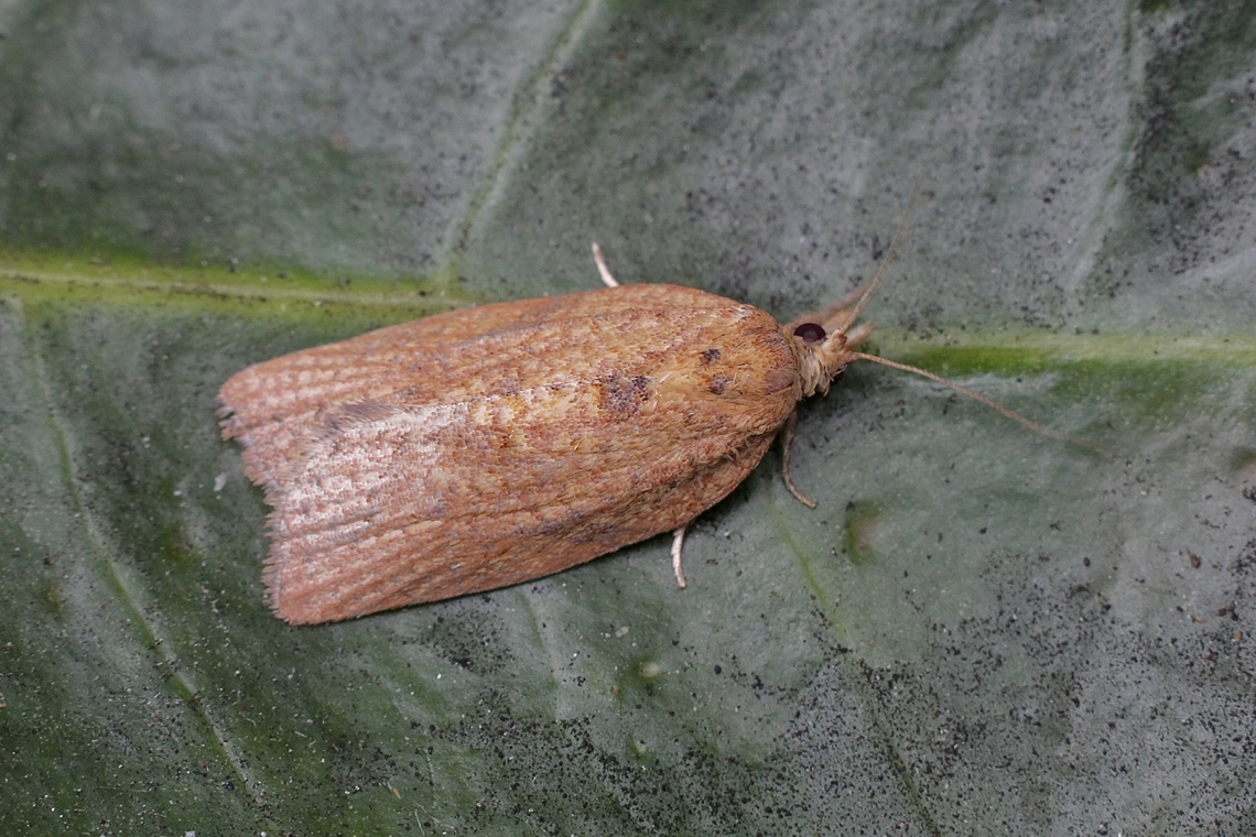 Light Brown Apple Moth Epiphyas postvittana Attracted to UV light  Australia,Eamw moth,Encounter Bay SA,Epiphyas postvittana,Geotagged,Light brown apple moth,Spring