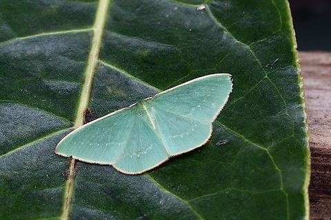 Cream-fringed Emerald - Chlorocoma melocrossa  Australia,Chlorocoma melocrossa,Cream-fringed Emerald,Eamw emerald moth,Eamw moth,Geotagged,Spring,Victor Harbor SA