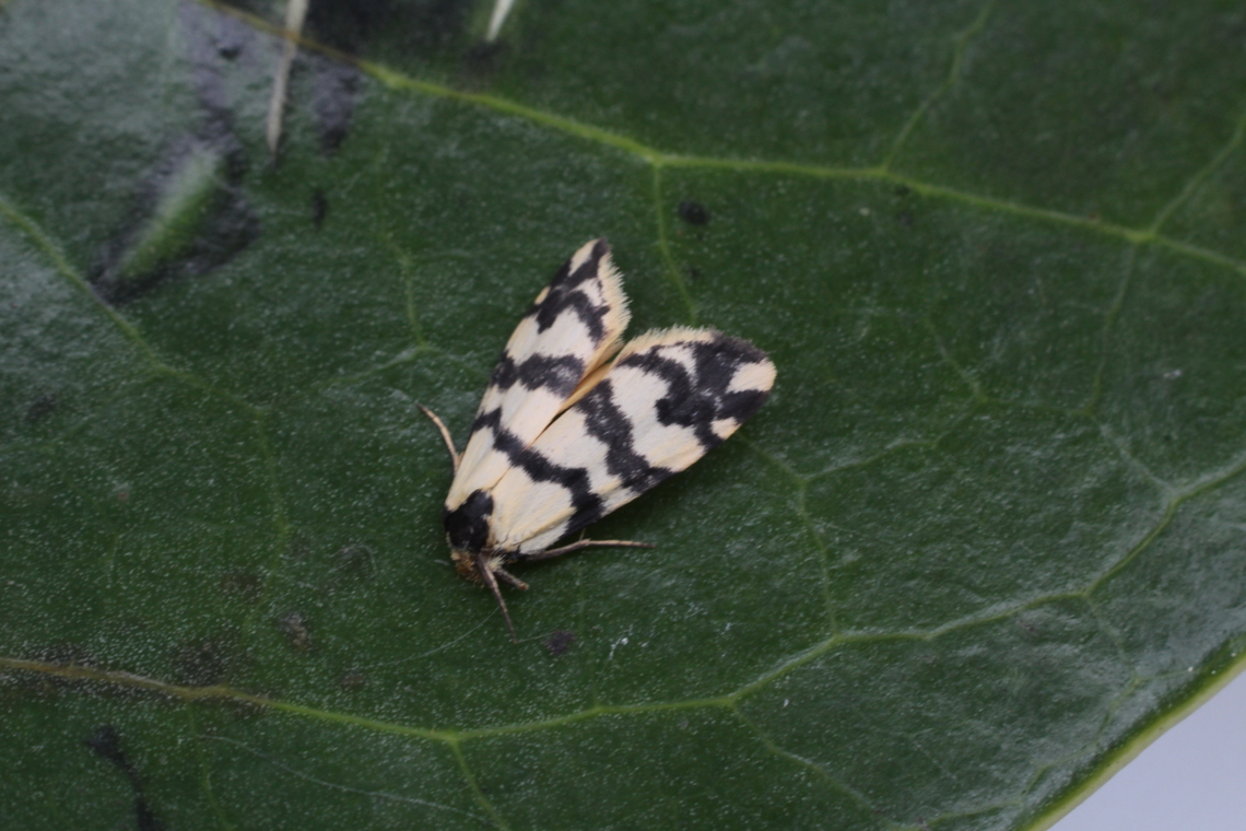 Thallarcha albicollis Attracted to UV light  Australia,Eamw moth,Encounter Bay SA,Geotagged,Spring,Thallarcha albicollis,UVL