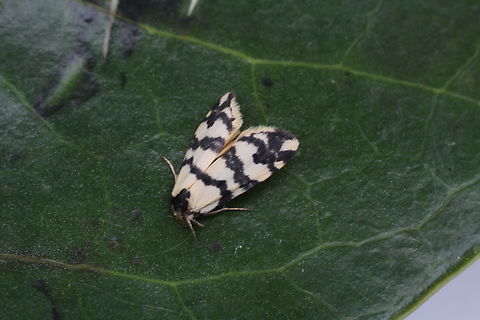 Thallarcha albicollis Attracted to UV light  Australia,Eamw moth,Encounter Bay SA,Geotagged,Spring,Thallarcha albicollis,UVL