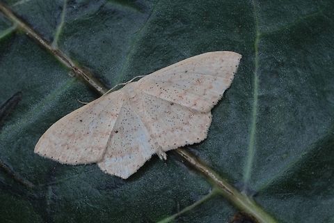 Genus - Scopula Attracted to fluorescent light in public building. Australia,Eamw moth,Geotagged,Scopula sp,Spring,Victor Harbor SA