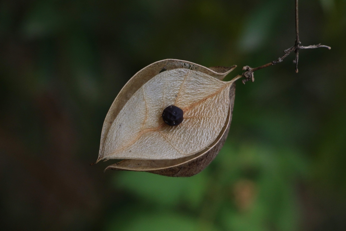 Faux Persil - Cardiospermum corindum Seed capsule of Cardiospermum corindum Australia,Cardiospermum corindum,Eamw flora,Geotagged,NSW Camden,Summer