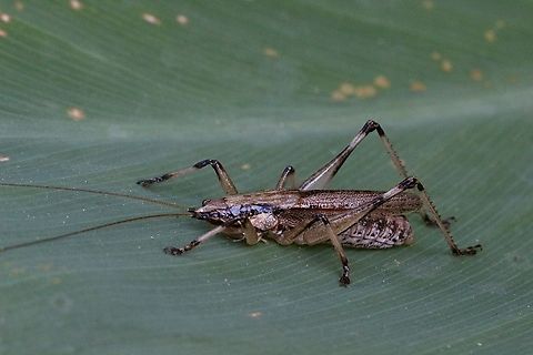 Larifugagraecia spuria