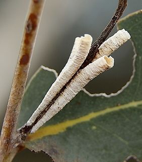 Tube Spittlebug structures ( species not identified ) Attached to eucalyptus tree branches. Australia,Eamw spittlebugs,Fall,Geotagged,Mount Billy SA