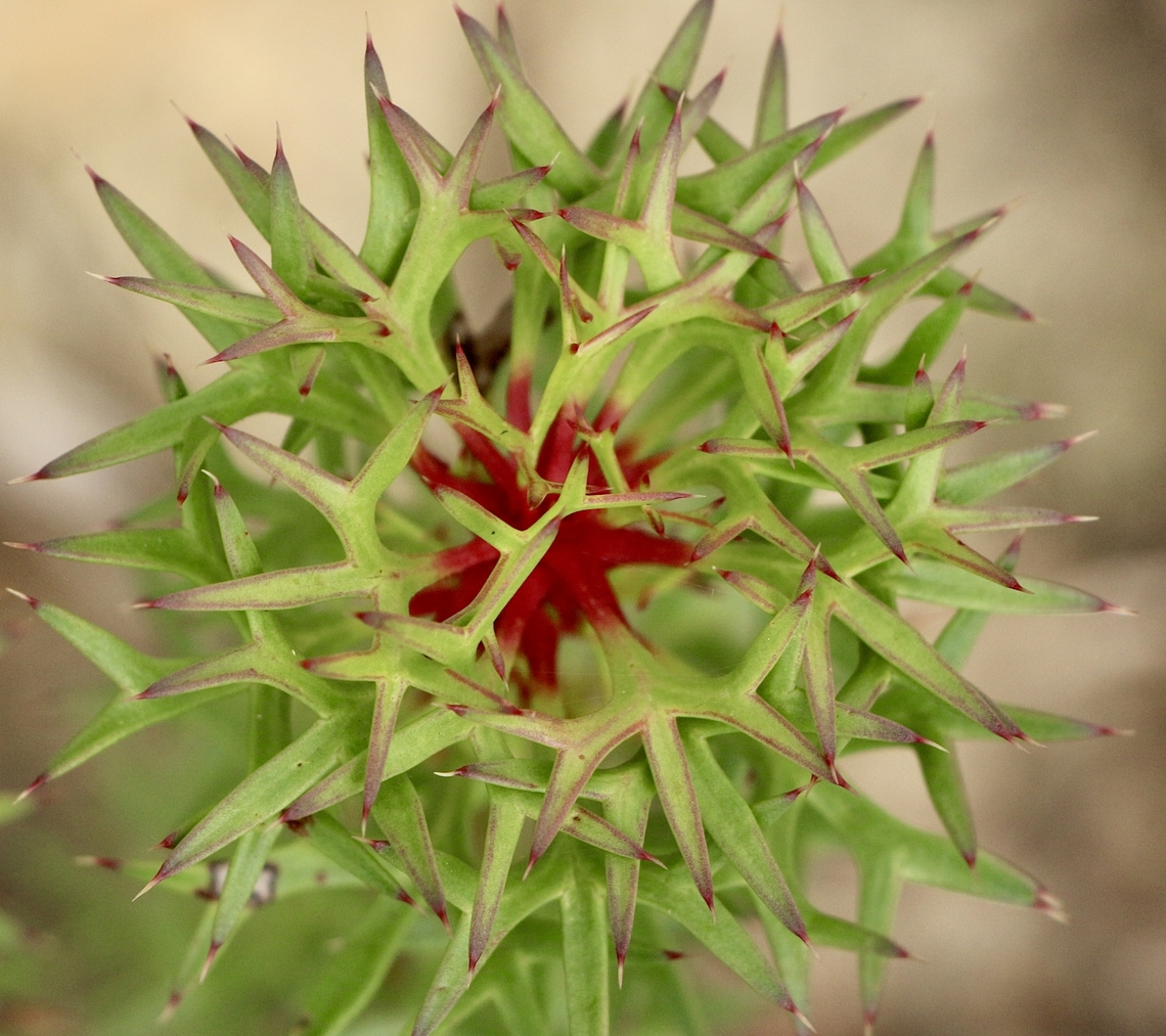 Horny cone-bush - Isopogon ceratophyllus Flower head forming. Australia,Eamw flora,Fall,Geotagged,Horny cone-bush,Isopogon ceratophyllus,Mount Billy Conservation Park