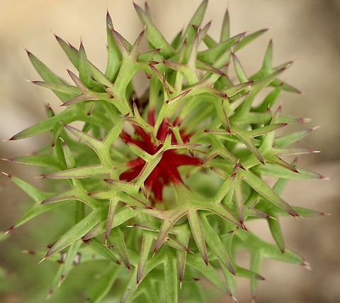 Horny cone-bush - Isopogon ceratophyllus Flower head forming. Australia,Eamw flora,Fall,Geotagged,Horny cone-bush,Isopogon ceratophyllus,Mount Billy Conservation Park