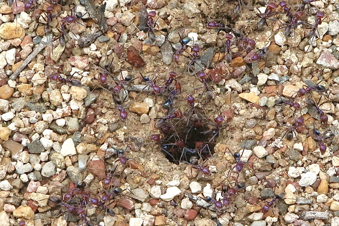 Nest side of Iridomyrmex ant colony. Species not identified. Working hard. Australia,Geotagged,Summer,eamw ants