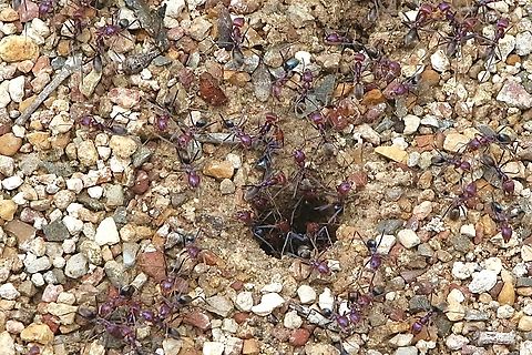 Nest side of Iridomyrmex ant colony. Species not identified. Working hard. Australia,Geotagged,Summer,eamw ants