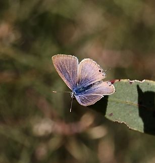 Pea blue - Lampides boeticus  Australia,Eamw butterflies,Geotagged,Lampides boeticus,Long-tailed pea-blue,Myponga CP,Spring