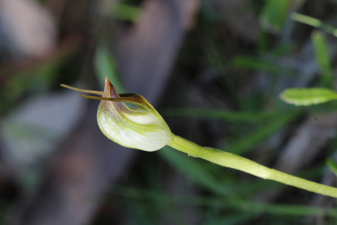 Maroonhood - Pterostylis pedunculata  Australia,Eamw flora,Eamw orchids,Geotagged,Maroonhood,Myponga CP,Pterostylis pedunculata,Spring
