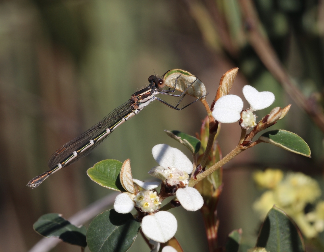 Blue ringtail - Austrolestes annulosus  Australia,Austrolestes annulosus,Blue ringtail,Eamw damselflies,Geotagged,Spring
