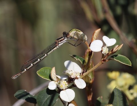 Blue ringtail - Austrolestes annulosus  Australia,Austrolestes annulosus,Blue ringtail,Eamw damselflies,Geotagged,Spring