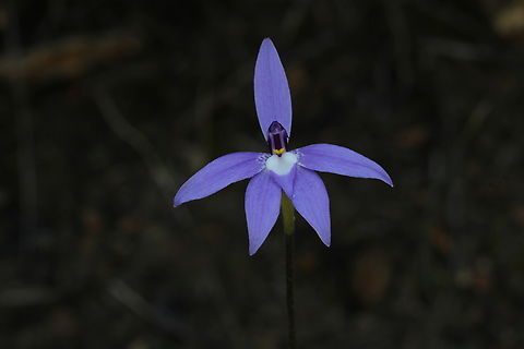 Waxlip orchid - Glossodia major  Australia,Eamw flora,Eamw orchids,Geotagged,Glossosdia major,Myponga CP,Myponga Conservation Park South Australia,Spring,Waxlip orchid