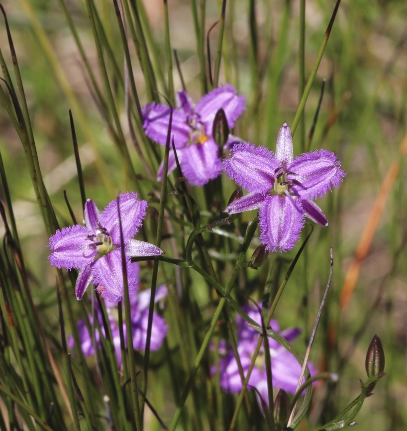Twining Fringe-Lily - Thysanotus patersonii,  Australia,Eamw flora,Geotagged,Mount Billy Conservation Park,Spring,Thysanotus patersonii,Twining Fringe-lily