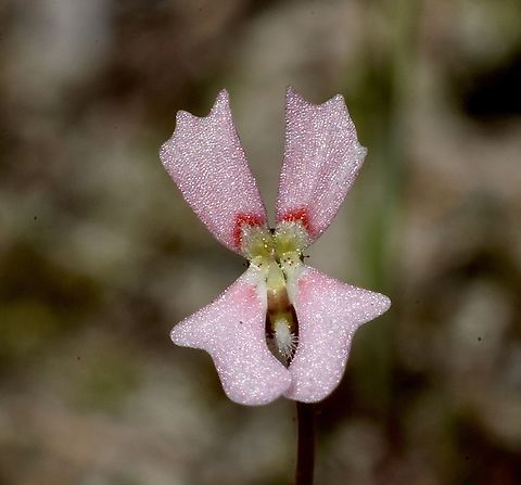 Book Triggerplant - Stylidium calcaratum  Australia,Book Triggerplant,Eamw flora,Geotagged,Mount Billy Conservation Park,Spring,Stylidium calcaratum
