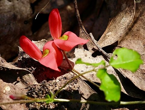 Running postman - Kennedia prostrata  Australia,Eamw flora,Geotagged,Kennedia prostrata,Mount Billy Conservation Park,Running postman,Spring