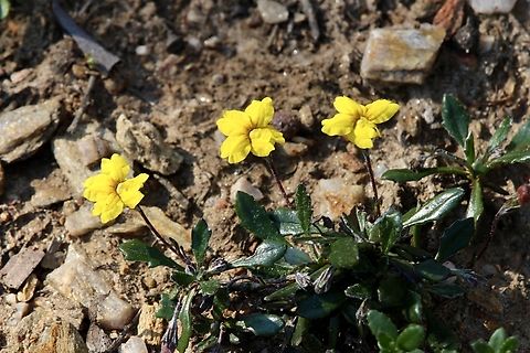 Blacks goodenia - Goodenia blackiana  Australia,Blacks goodenia,Eamw flora,Geotagged,Goodenia blackiana,Myponga CP,Spring