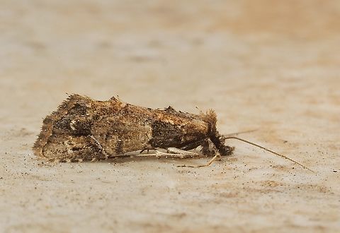 Cryptic Snout Moth - Arcade destituta  Arrade destituta,Australia,Eamw moth,Geotagged,Spring