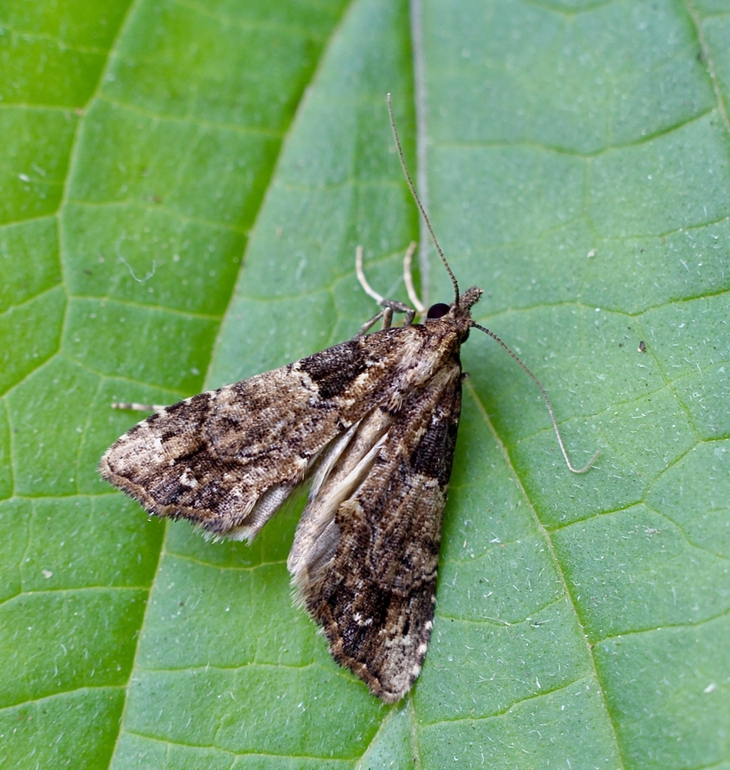 Cryptic Snout Moth - Arrade destituta  Arrade destituta,Australia,Eamw moth,Geotagged,Spring