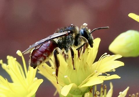 Genus Lasioglossum Possibly species - Lasioglossum turneri Australia,Eamw bees,Geotagged,Spring