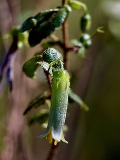Hairy correa - Correa aemula  Australia,Correa aemula,Eamw flora,Geotagged,Hairy correa,Spring