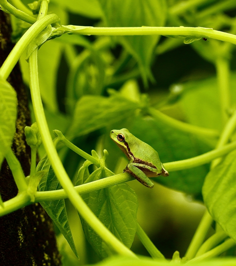 Pine wood tree frog - Hyla femoralis  Eamw frogs,Geotagged,Hyla femoralis,Pine woods tree frog,Summer,United States