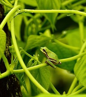 Pine wood tree frog - Hyla femoralis Eamw frogs,Geotagged,Hyla femoralis,Pine woods tree frog,Summer,United States