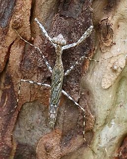 Rentz's Treerunner Mantis - Ciulfina rentzi  Australia,Ciulfina rentzi,Geotagged,Summer