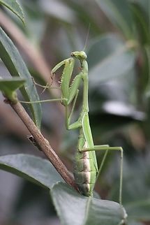 False Garden Mantis - Pseudomantis albofimbriata A gravid female. Australia,Fall,False garden mantid,Geotagged,Pseudomantis albofimbriata