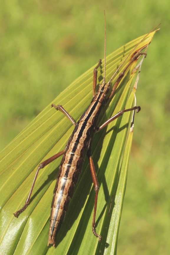 Southern Two-striped Walkingstick - Anisomorpha buprestoides  Anisomorpha buprestoides,Eamw stick insects,Geotagged,Summer,United States