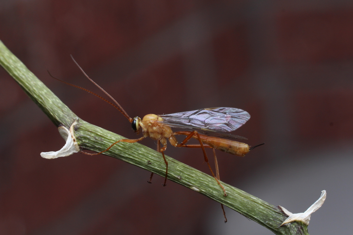Netelia producta Attracted to UV light Australia,Eamw wasps,Geotagged,Netelia producta,Spring