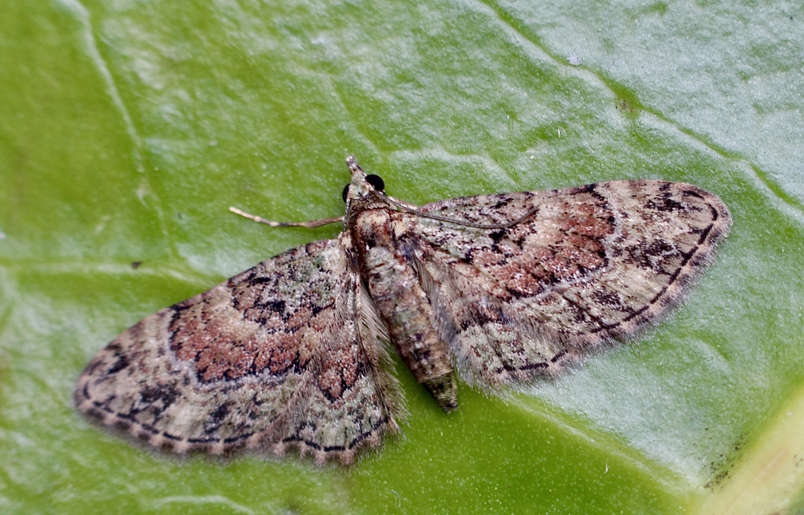 Chloroclystis catastreptes  Australia,Chloroclystis catastreptes,Eamw moth,Geotagged,Spring