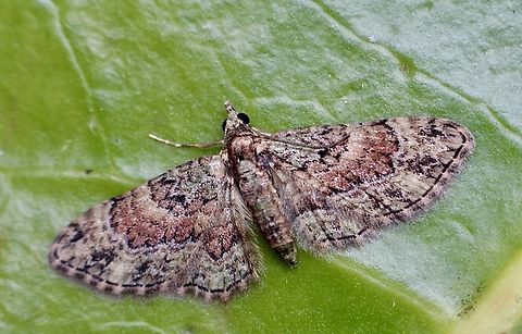 Chloroclystis catastreptes  Australia,Chloroclystis catastreptes,Eamw moth,Geotagged,Spring