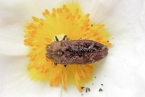 Root-galling jewel beetle - Ethonion leaf  Australia,Australia.,Buprestidae,Eamw beetles,Ethonion leai,Geotagged,HC2P+MR Myponga SA,Root-galling jewel beetle,Spring,eamw jewel beetles