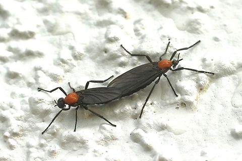 Common Lovebug - Plecia nearctica  Common Lovebug,Geotagged,Plecia nearctica,Summer,United States,eamw flies