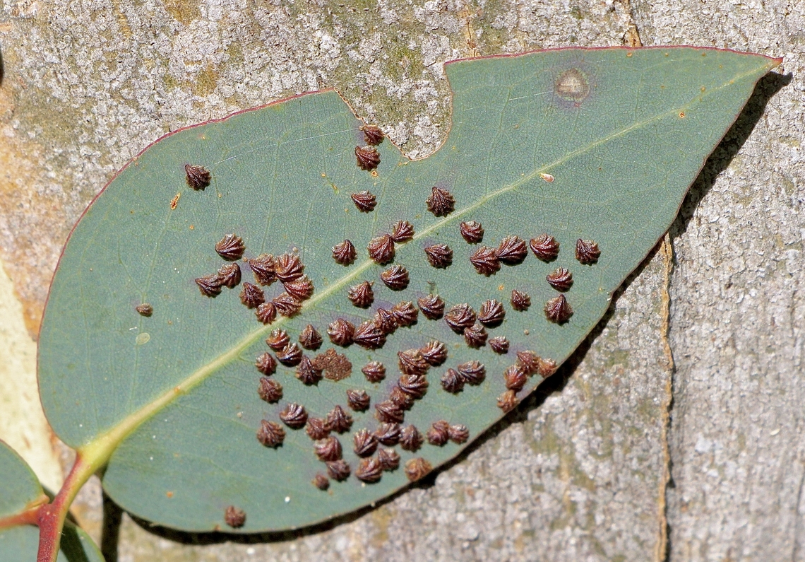 Gum Clamshell Lerp - Spondyliaspis plicatuloides Leaps on a eucalyptus leaf. Australia,Eamw lerps,Geotagged,Spondyliaspis plicatuloides,Winter