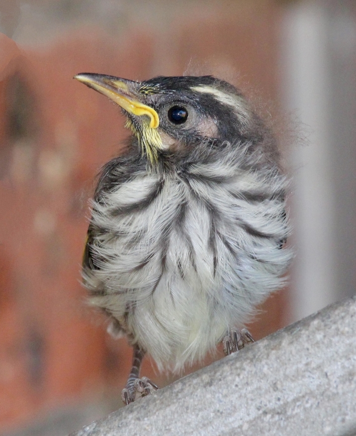 New Holland Honeyeater - Phylidonyris novaehollandiae Fledgling . Australia,Eamw birds,Eamw honeyeaters,Geotagged,New Holland honeyeater,Phylidonyris novaehollandiae,Spring