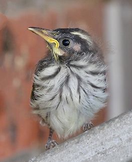 New Holland Honeyeater - Phylidonyris novaehollandiae Fledgling . Australia,Eamw birds,Eamw honeyeaters,Geotagged,New Holland honeyeater,Phylidonyris novaehollandiae,Spring