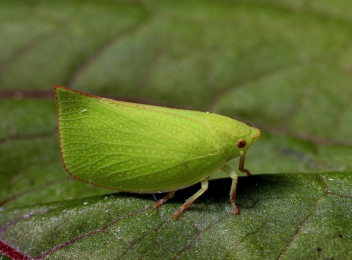 Torpedo bug - Siphanta acuta Attracted to UV light. Australia,Eamw planthoppers,Geotagged,Siphanta acuta,Spring,Torpedo bug