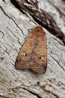 Orange Peel Moth - Diarsia intermixta Attracted to UV light Australia,Diarsia intermixta,Eamw moth,Encounter Bay SA,Geotagged,Spring
