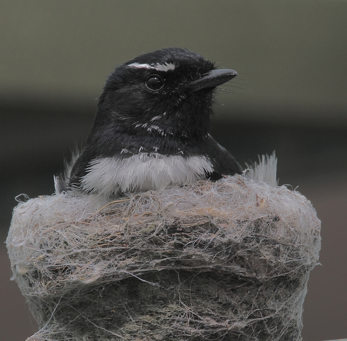 Willie-Wagtail. Rhipidura leucophrys The pair reared 3 babies last year in our backyard. The nest was build on the clothline but shrank a lot over the last 12 month. They added additional webbing ( spiderwebs) this year and now incubating eggs again. We have become close frinds and I don&rsquo;t need a 500mm lens to take photos. This image was taken from about 70 cm away. Australia,Eamw birds,Geotagged,Rhipidura leucophrys,Spring,Willie-Wagtail