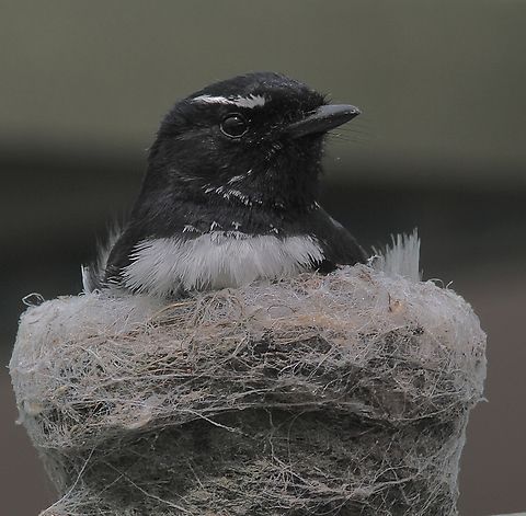 Willie-Wagtail. Rhipidura leucophrys The pair reared 3 babies last year in our backyard. The nest was build on the clothline but shrank a lot over the last 12 month. They added additional webbing ( spiderwebs) this year and now incubating eggs again. We have become close frinds and I don’t need a 500mm lens to take photos. This image was taken from about 70 cm away. Australia,Eamw birds,Geotagged,Rhipidura leucophrys,Spring,Willie-Wagtail