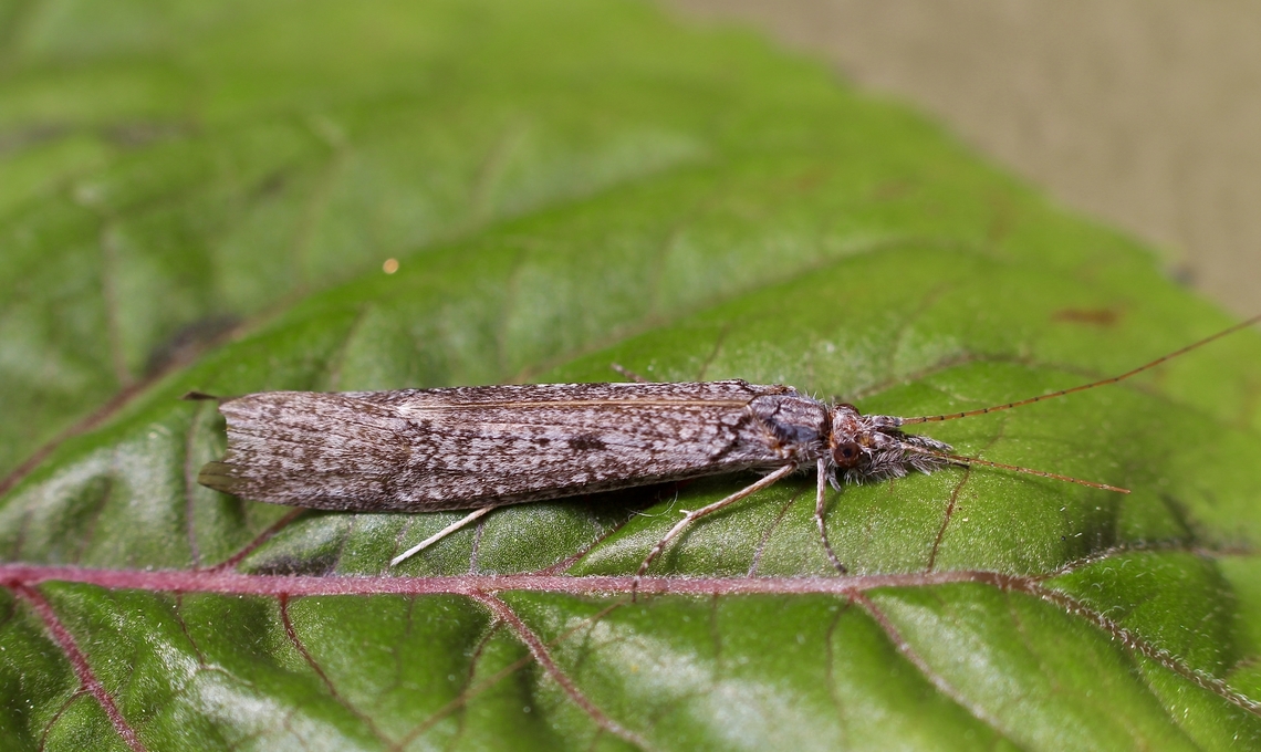 Triplectides similis Thank you , Jivko for the identification. Australia,Eamw moth,Encounter Bay SA,Geotagged,Spring,Triplectides similis
