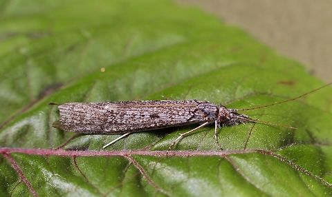 Triplectides similis Thank you , Jivko for the identification. Australia,Eamw moth,Encounter Bay SA,Geotagged,Spring,Triplectides similis