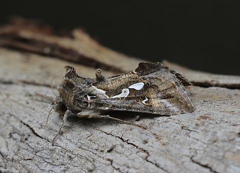 Tobacco Looper - Chrysodeixis argentifera  Australia,Chrysodeixis argentifera,Eamw moth,Encounter Bay SA,Geotagged,Spring