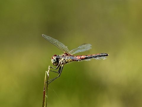 Calico Pennant -Celithemis elisa  Calico Pennant,Celithemis elisa,Eamw dragonflies,Geotagged,Summer,United States