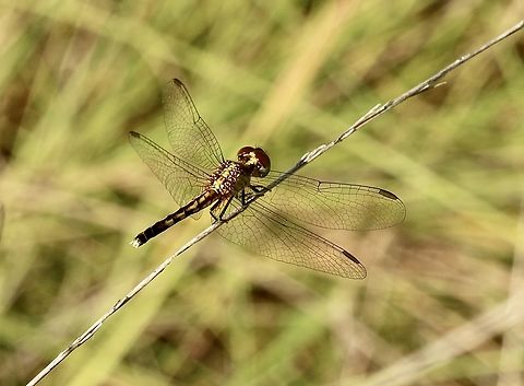 Little Blue Dragonlet - Erythrodiplax minuscula Female of the species,the male has the blue coloration. Eamw dragonflies,Erythrodiplax minuscula,Florida,Geotagged,Summer,United States