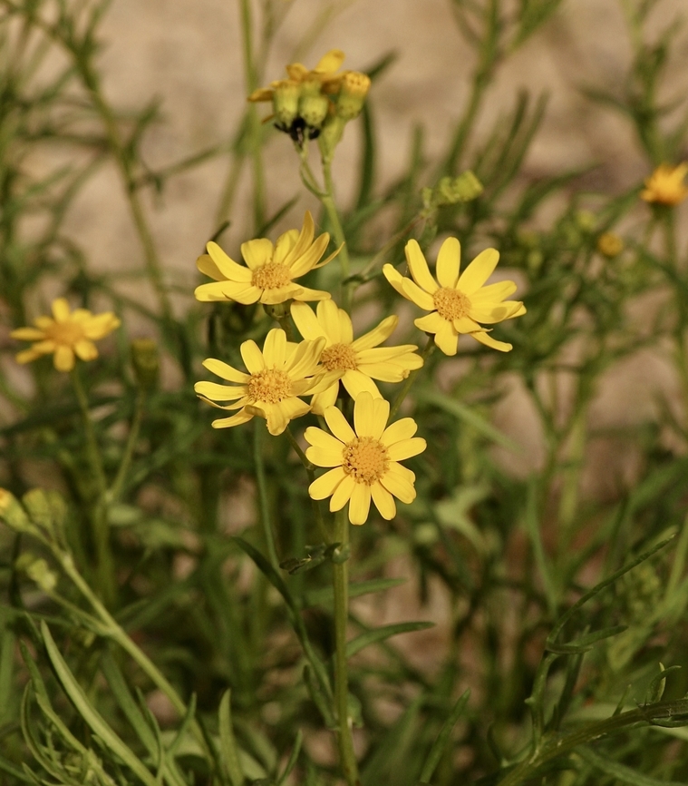 Narrow-leaved Ragwort - Senecio inaequidens Introduced into Australia. Australia,Eamw flora,Geotagged,Narrow-leaved Ragwort,Senecio inaequidens,Winter